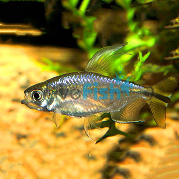 Male Yellowtail Congo Tetra 5cm