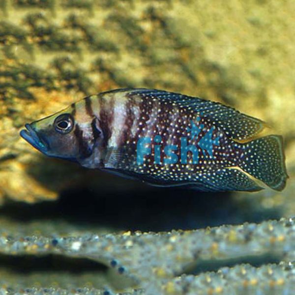 Calvus Black 4cm 