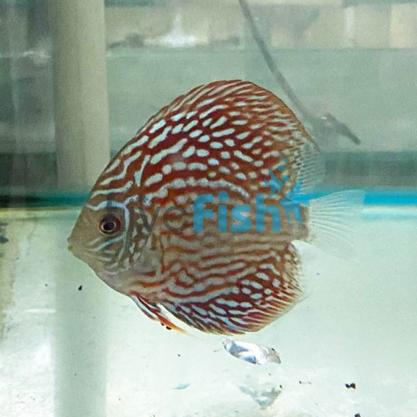 Altum Flora Discus 7cm