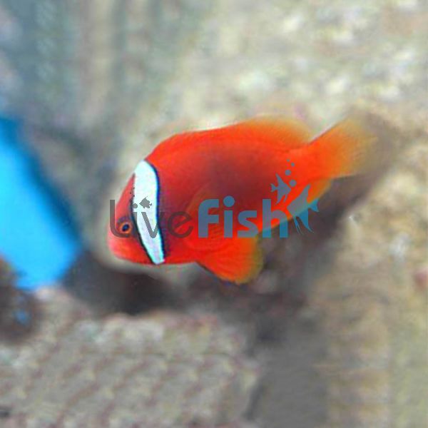 Fire Clownfish Tomato MED