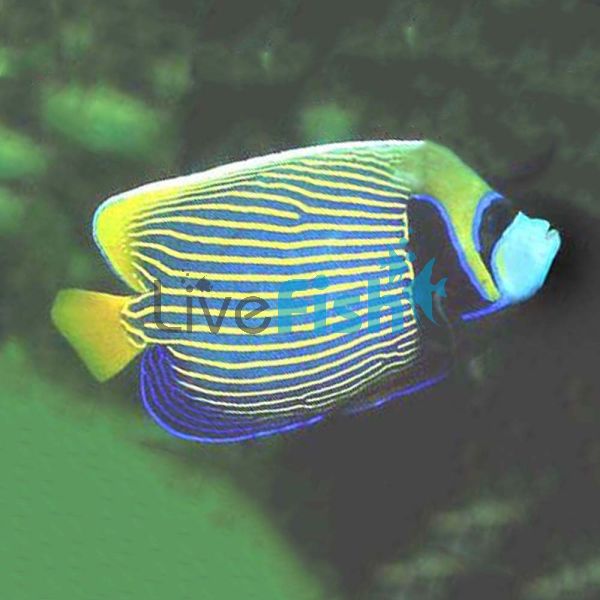 Emperor Angelfish - Medium 