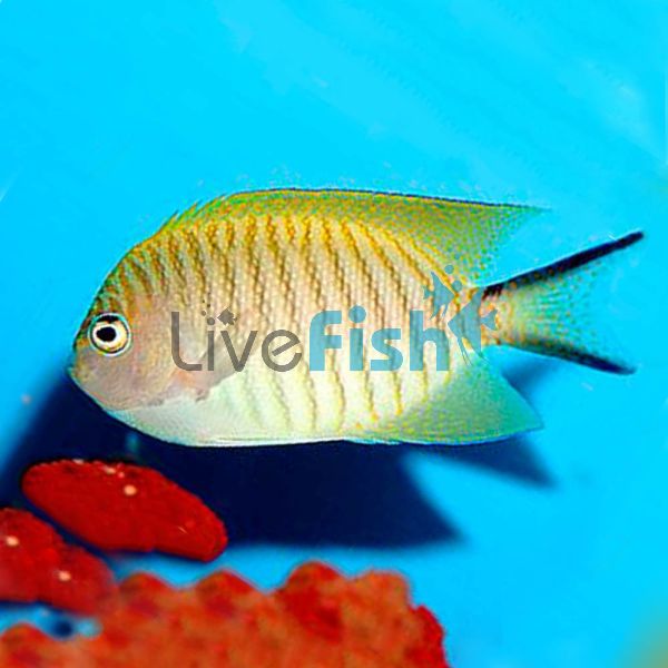 Female Black Spot Angelfish - Large