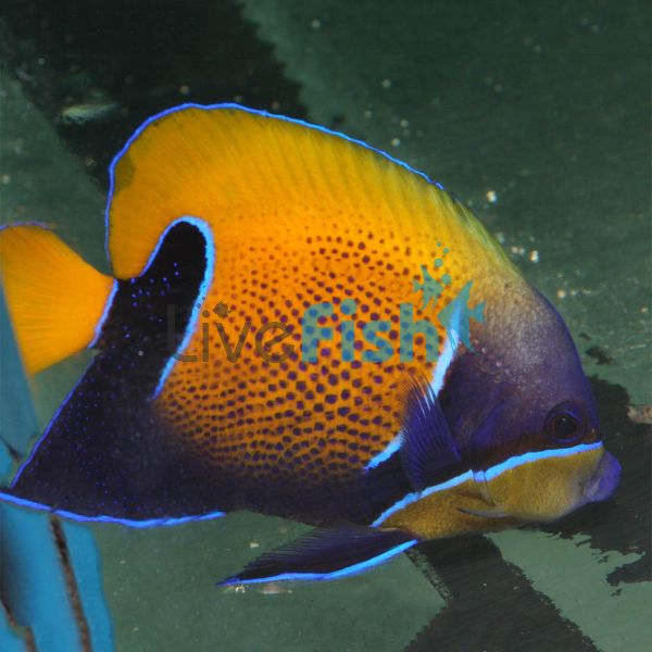 Blue Girdled Angelfish - Large
