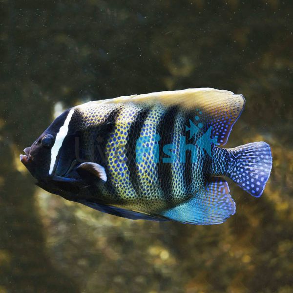 Angelfish Six Banded MED