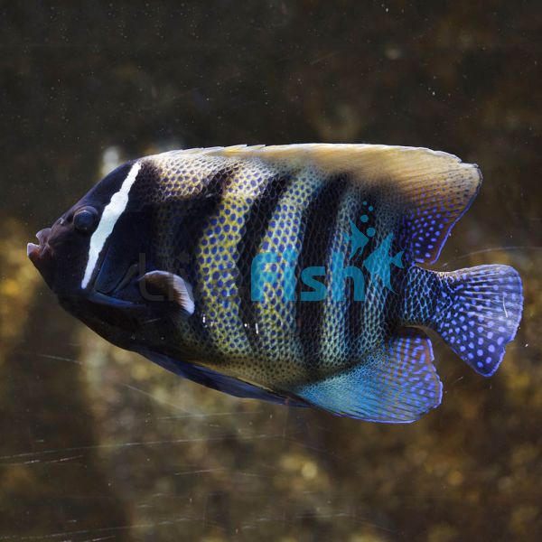 Angelfish Six Bar - MDA