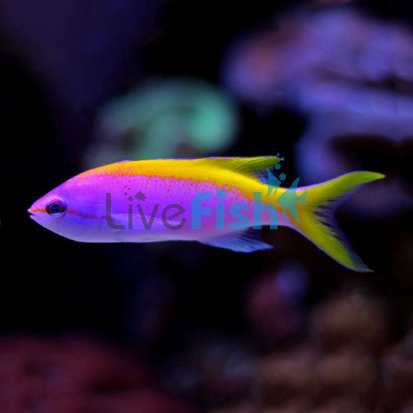 Evan's Anthias - Medium
