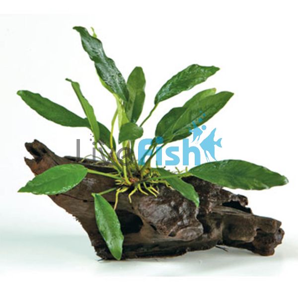 Anubias Afzelli on Large Driftwood 