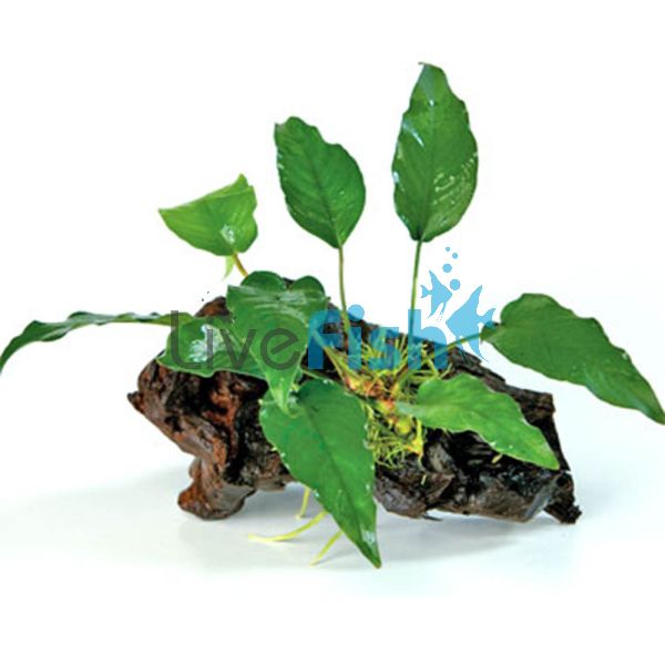 Anubias Isabelle - Large Driftwood
