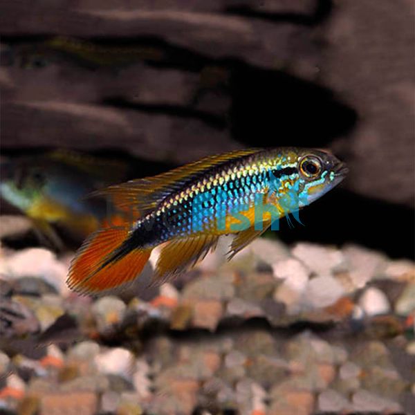 Agassizii 3cm