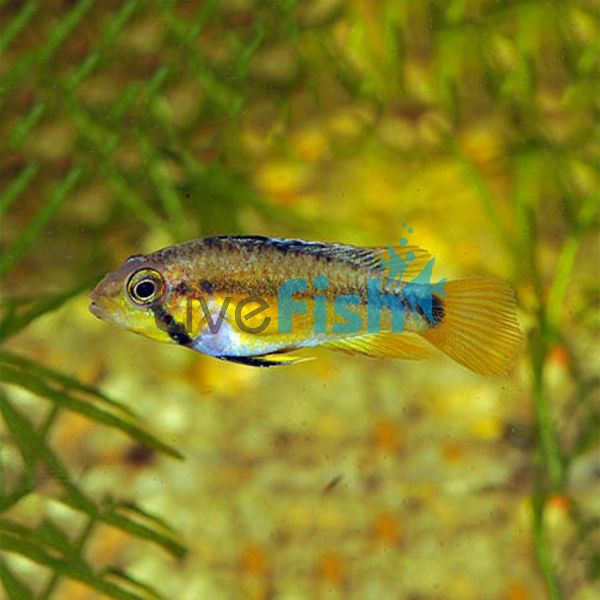 Atahualpa 3.5cm