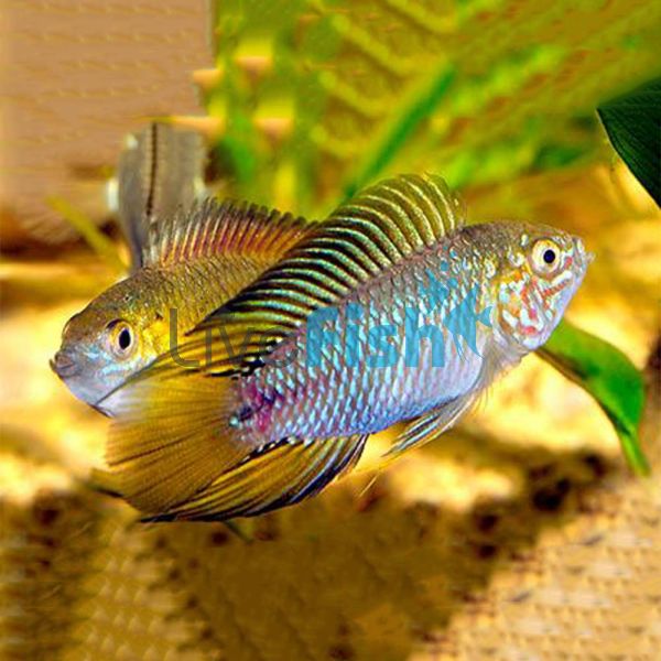 Borelli Opal 4cm