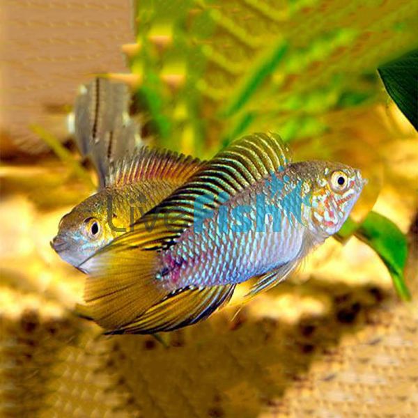 Borelli Opal 3.5cm