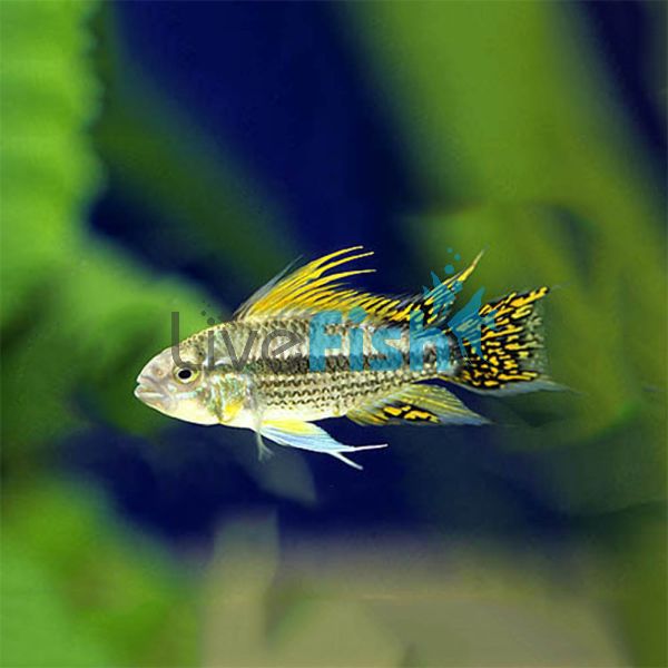 Cacatuoides 2.5cm