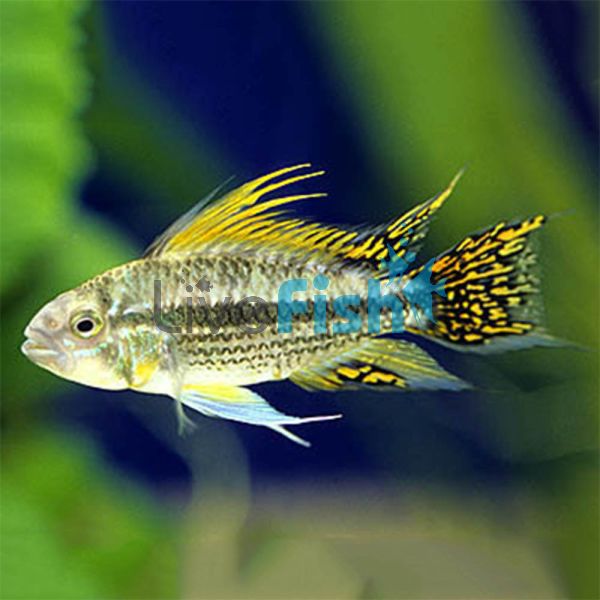 Cacatuoides 3cm