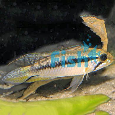 Gephyra 3cm