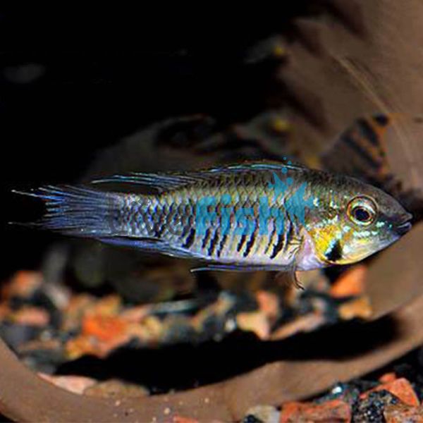 Gibbiceps 3.5cm
