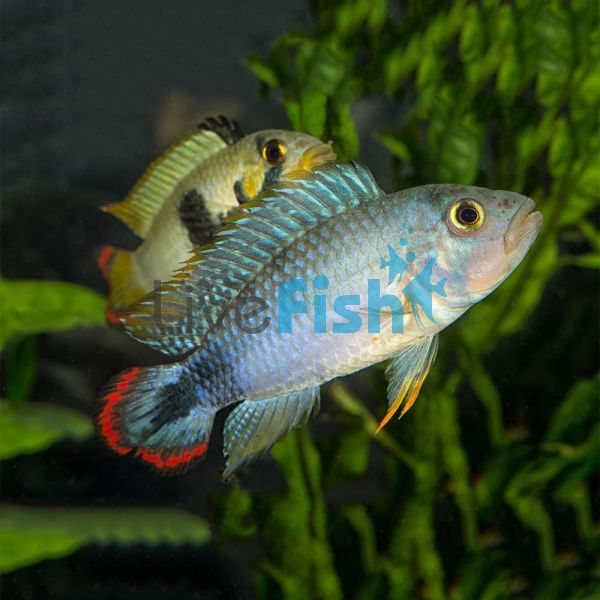 Panduro 3cm