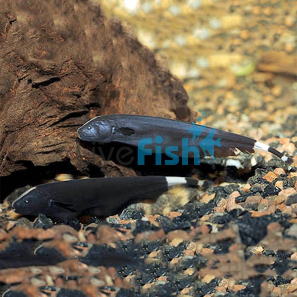 Black Ghost Knife Fish 20cm