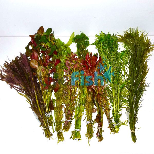 5x Assorted Aquatic Plant Bunches
