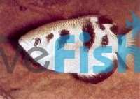 Archer Fish 10cm - Brackish