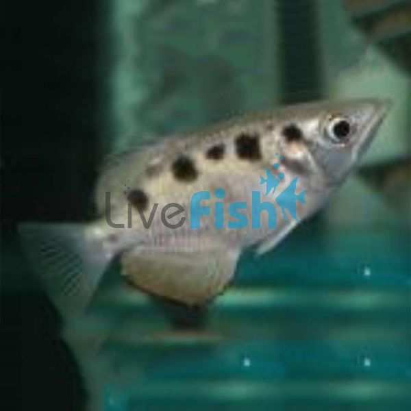 Archer Fish - Brackish 9cm