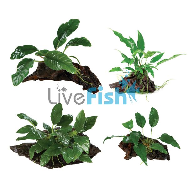 Assorted Anubias On Driftwood Pack