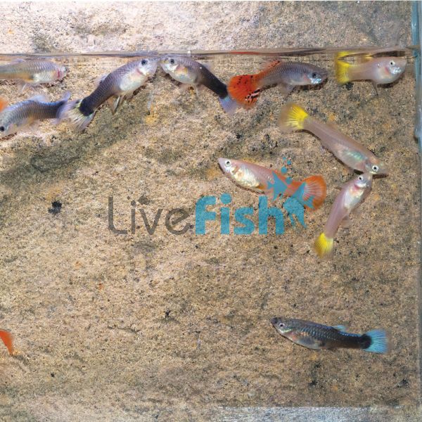 20x Assorted Female Guppy