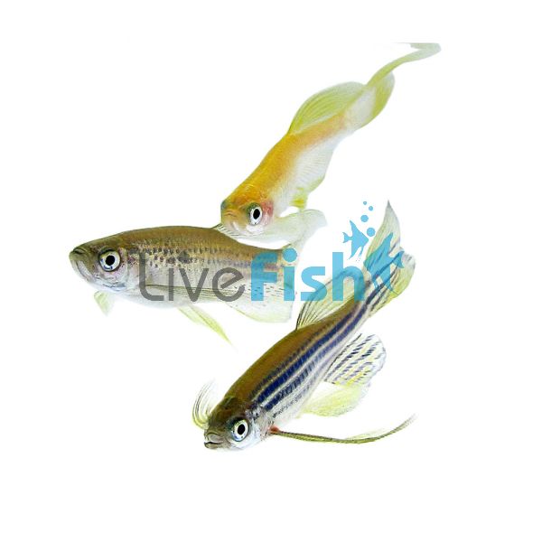 Assorted Longfin Danio 4cm