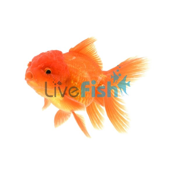 Assorted Oranda 15cm