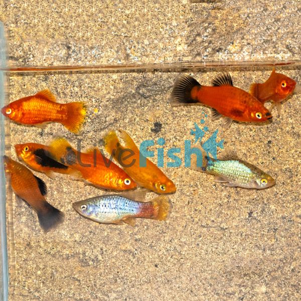 20x Assorted Platy 4cm