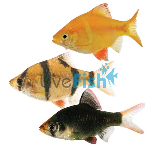 10x Assorted Tiger Barb 4cm