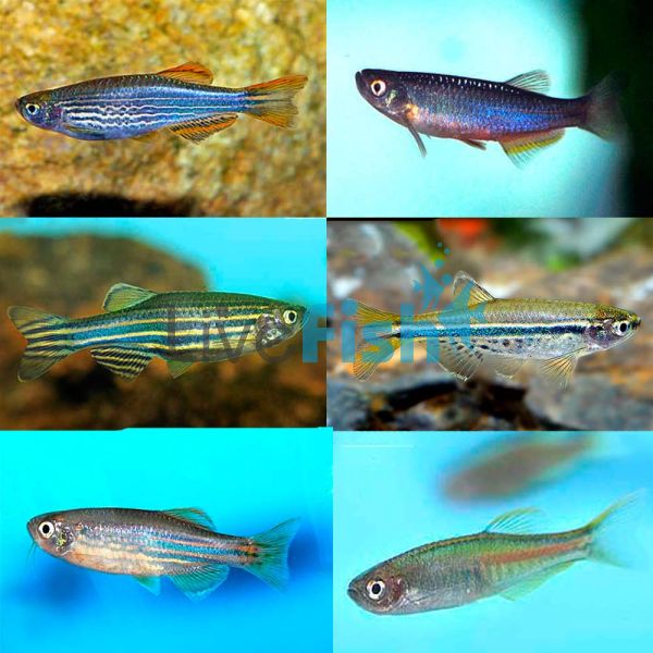 10x Assorted Danio 3.5cm
