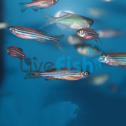 Assorted Danio 3.5cm
