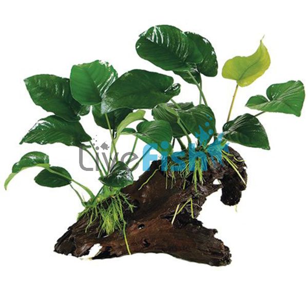 Assorted Anubias Double Driftwood - Large