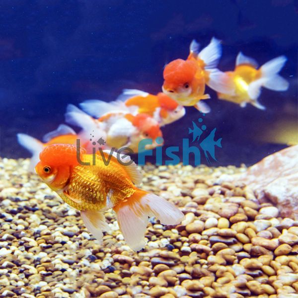 Assorted Oranda 12cm