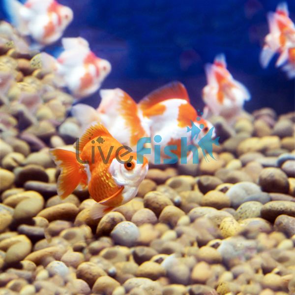 Assorted Ryukin 7cm