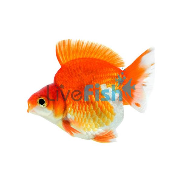Assorted Ryukin Short Tail 7cm