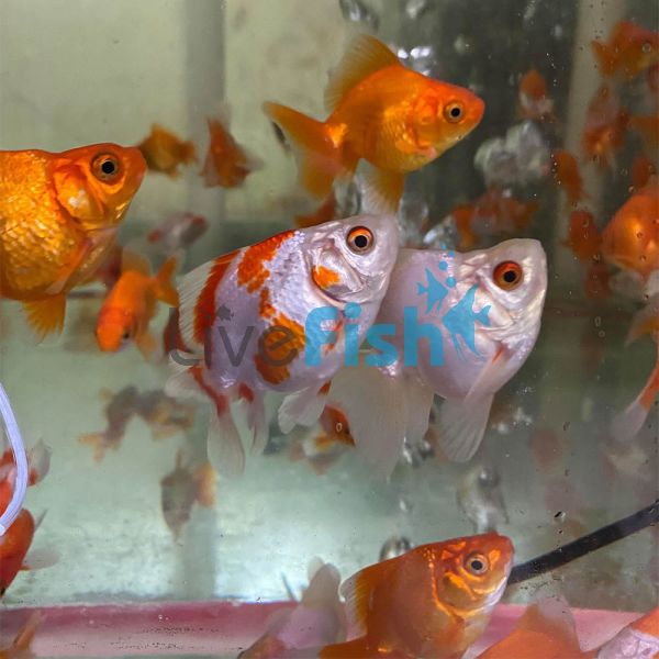 Assorted Ryukin Short Tail 9cm