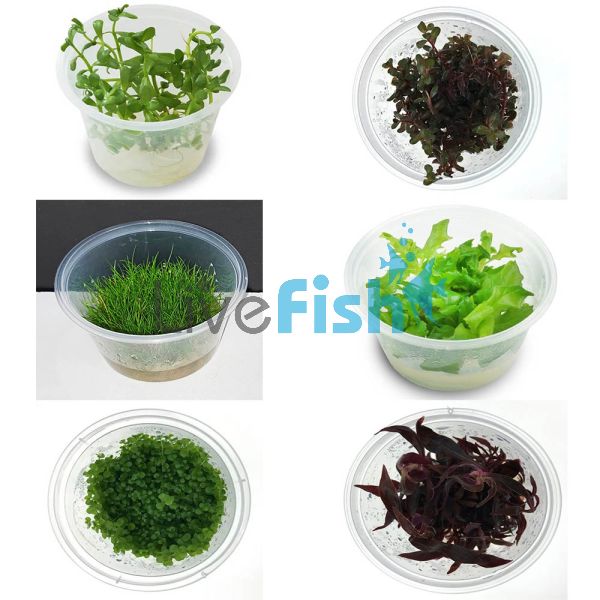 Assorted TC Plant Package