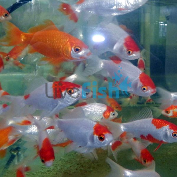 Assorted Wakin 8cm