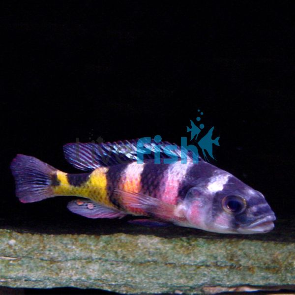 Astatotilapia Latifasciata 7cm
