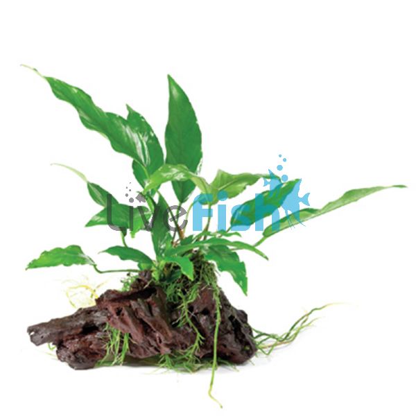 Anubias Hybrid - Large Driftwood