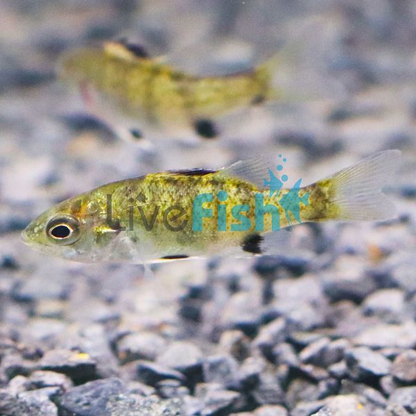 10x Australian Bass 3-4cm 