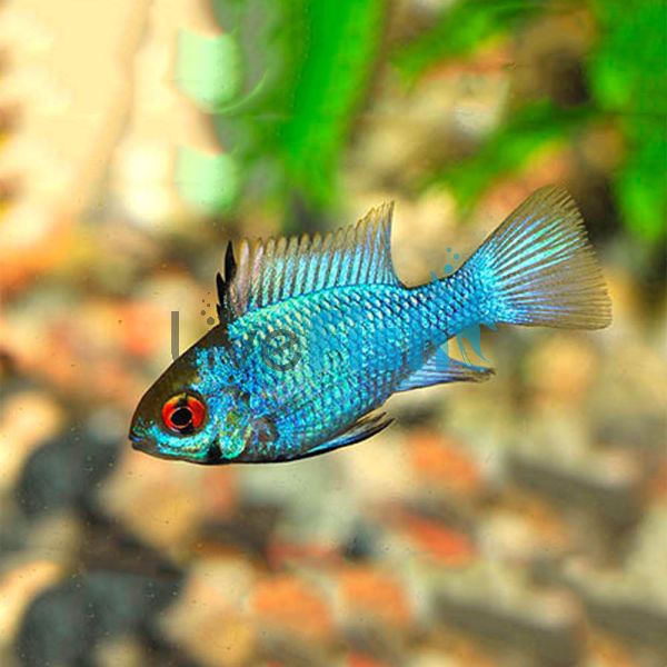Balloon Gold Head Electric Blue Ram 3.5cm