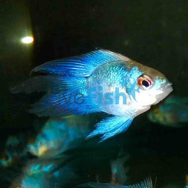 Balloon Electric Blue Longfin Ram 5cm