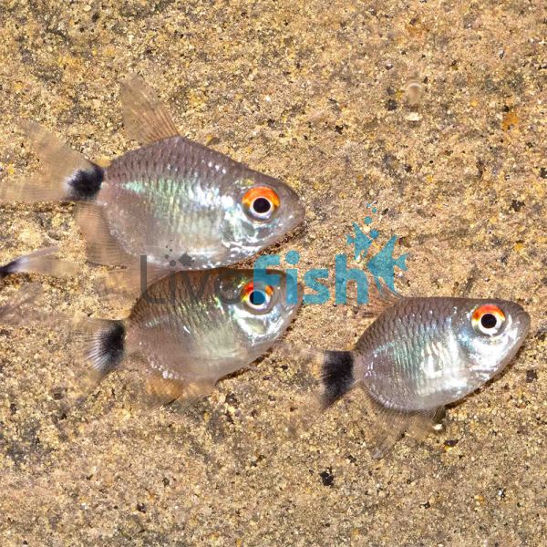 Balloon Red Eye Tetra Lampeye 4cm