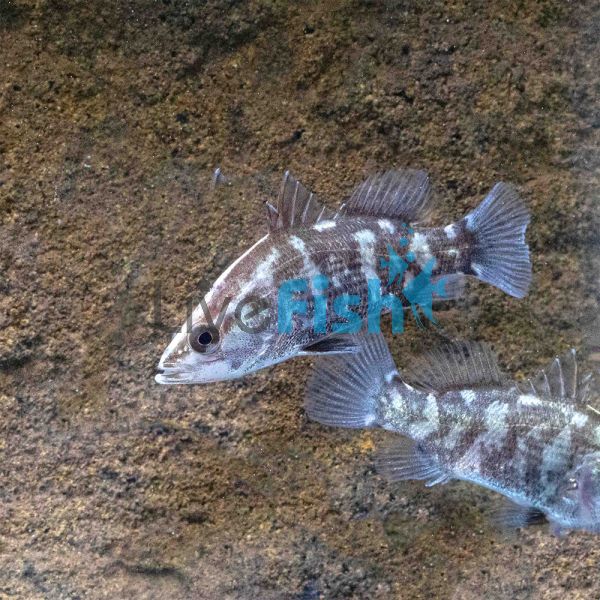 12x Barramundi 4cm