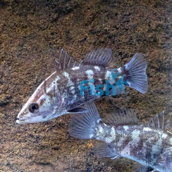 25x Barramundi 5cm
