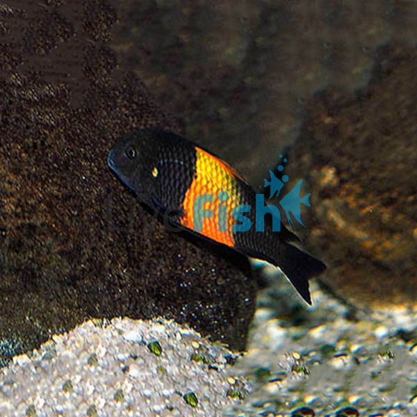 Tropheus Bemba Red (T.Sp.Black) 4cm