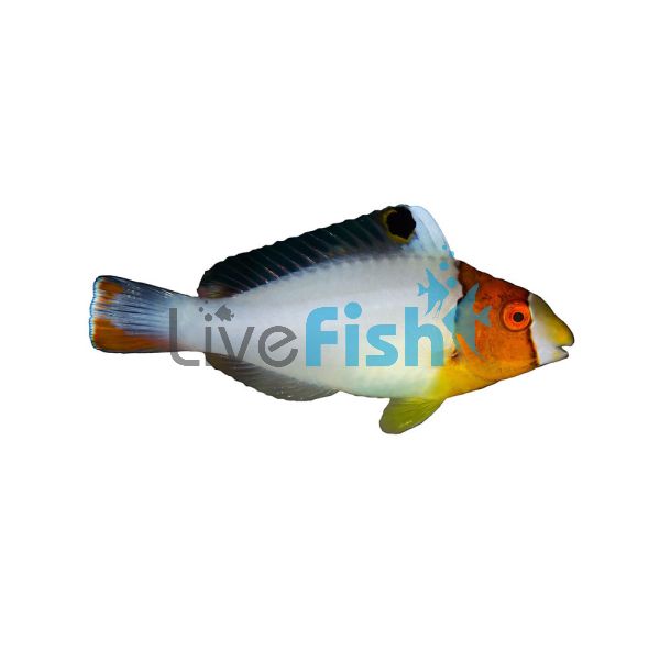 Bicolor Parrotfish - Small